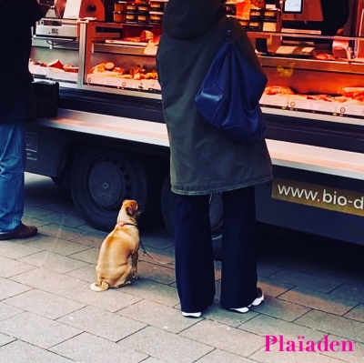 ショーケース前で待つ犬