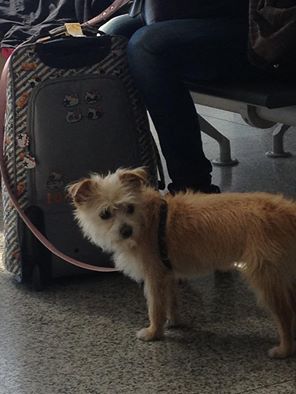 空港でおとなしく待っている犬