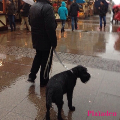 雨の中散歩をする犬と飼い主