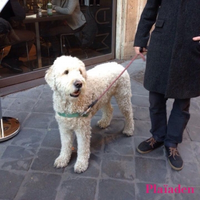 街を散歩中の犬