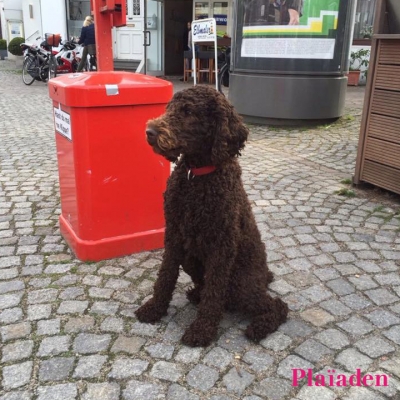 街でお座りをしている犬