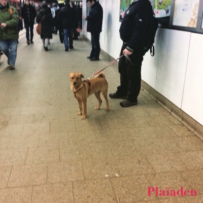 駅のホームで待つ犬