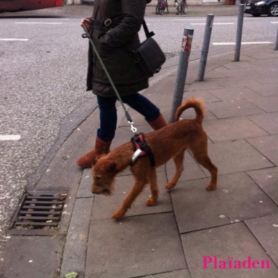 散歩する犬と飼い主