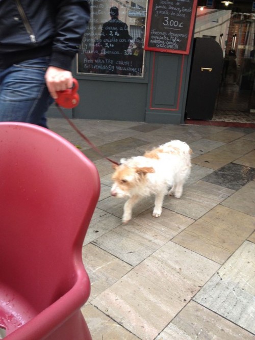 カフェに一緒きた犬