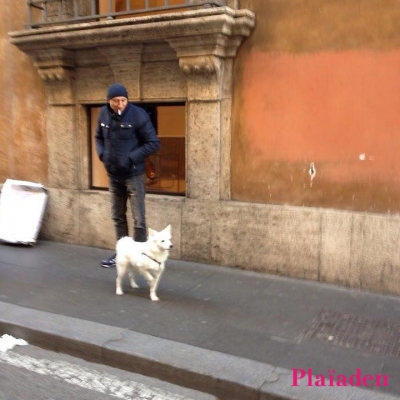 街を散歩する犬と飼い主