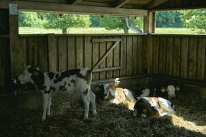 牛舎で休んでいる生後6〜8週の仔牛たち