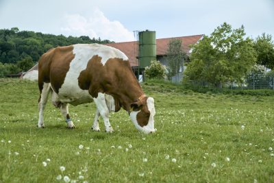 フレッシュな生草を食べる放牧されている牛
