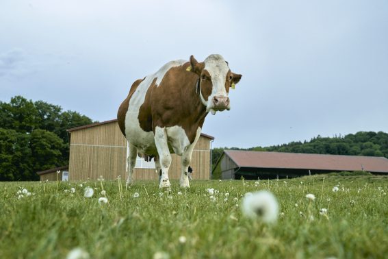 ドイツのBio酪農場レポート〜前編／飼育環境編〜