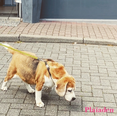 街を散歩している犬