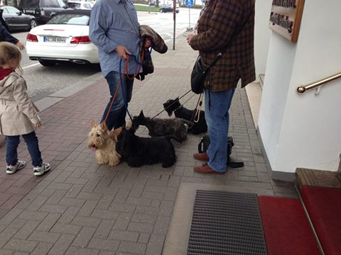 ホテル前で散歩するたくさんの犬