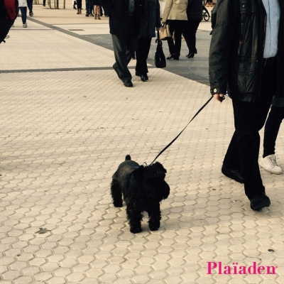 街を散歩する犬と飼い主