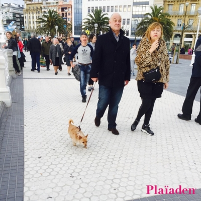 街を散歩する犬と飼い主