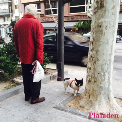 街を散歩する犬と飼い主