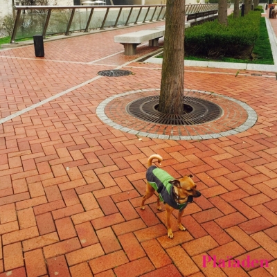ペット先進国ドイツの風景 Nr.339