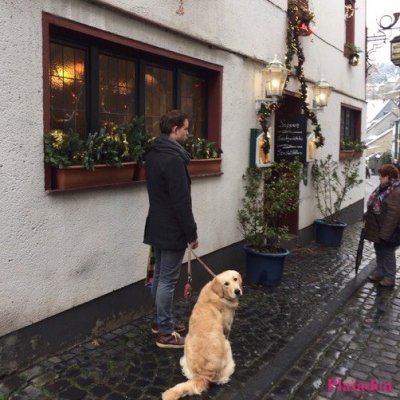 街を散歩している犬と飼い主