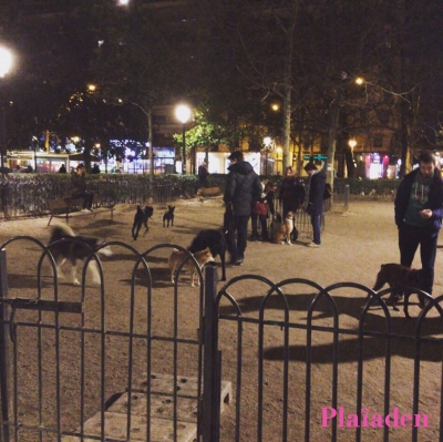 公園に居る犬