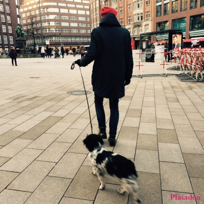 街を散歩する犬と飼い主