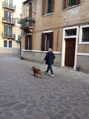 街中を散歩する犬