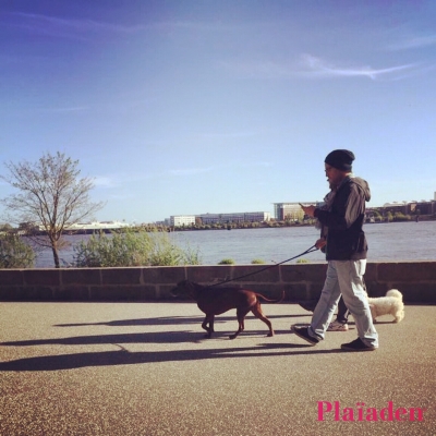 遊歩道を散歩する犬と飼い主