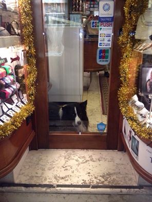 お店の入り口で待っている犬