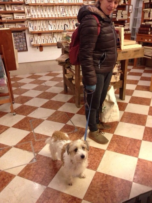 雑貨屋さんの店内にいた犬