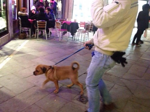 オープンテラスを散歩する犬