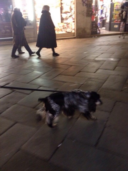 夜の街を散歩する犬