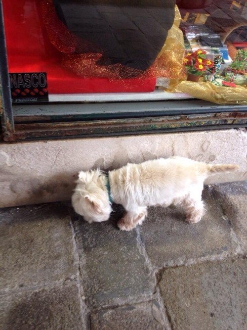お店の壁際を気にする白い犬