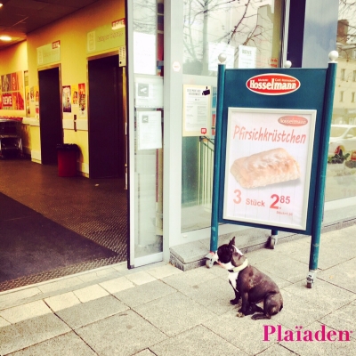 店先で待つ犬