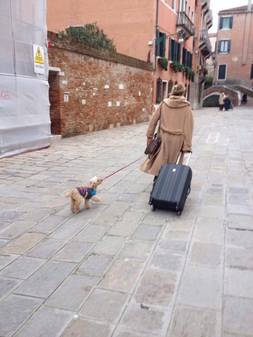 スーツケースをひいた女性と犬