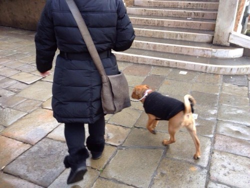 散歩をする犬