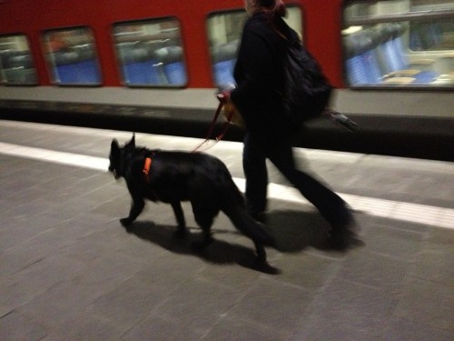 駅構内を躍動感溢れる歩く黒い犬