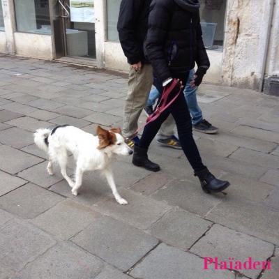 街を散歩する犬と飼い主