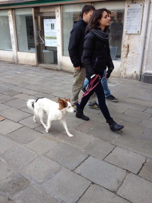 3人と1匹の犬で街中を歩いている