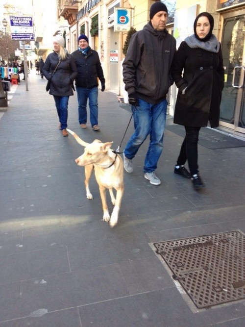 犬と一緒に散歩する男女