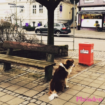 歩道で座っている犬