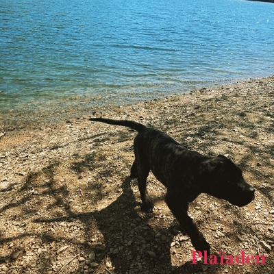 湖畔の犬