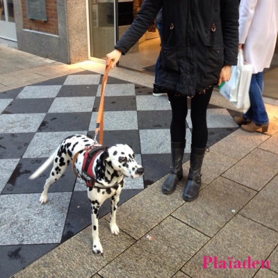 飼い主と散歩をする犬