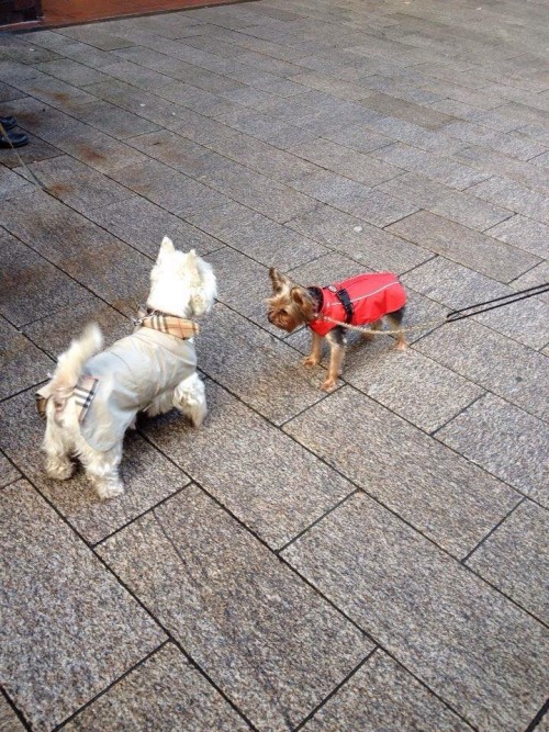 2匹の犬が向き合っている様子