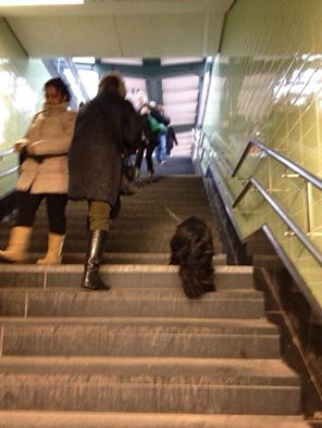 階段を長靴を履いた女性と登る犬