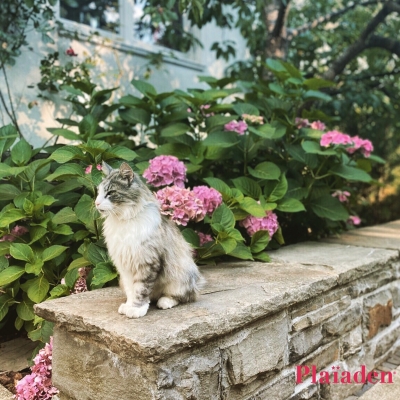 塀に座っている長毛の猫