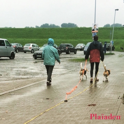 公園を散歩する犬と飼い主