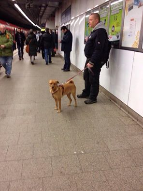 電車の到着を壁際で待つ男性と犬