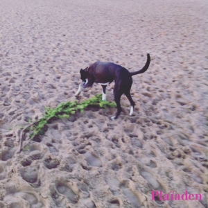 砂浜で遊ぶ犬