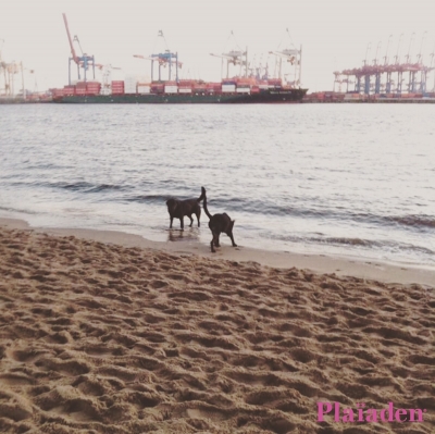 水辺で遊ぶ犬