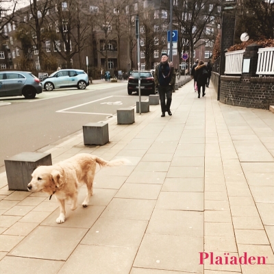 街中を散歩する犬