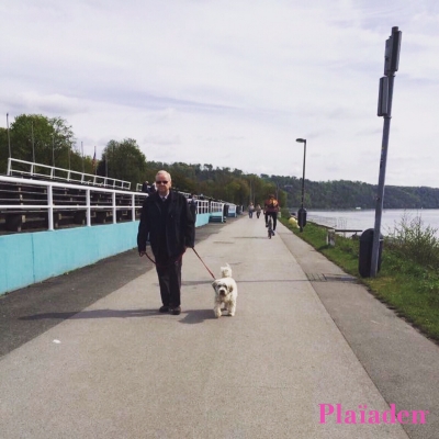 河川敷を散歩する犬と飼い主