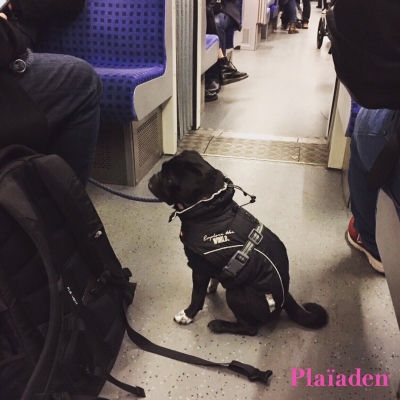 電車の中で静かに待つ犬
