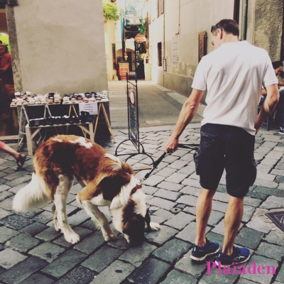 街中を散歩する犬と飼い主