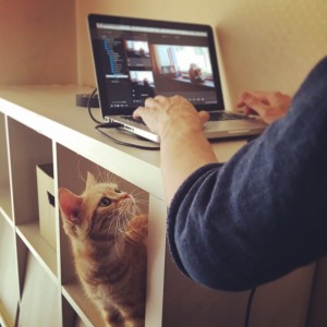 パソコン作業をしている姿に興味津々の猫
